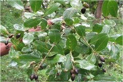 Lagerstroemia parviflora